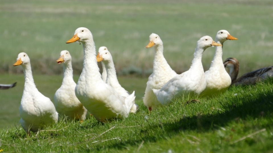 duc lan dau tien phat hien virus cum gia cam h5n6