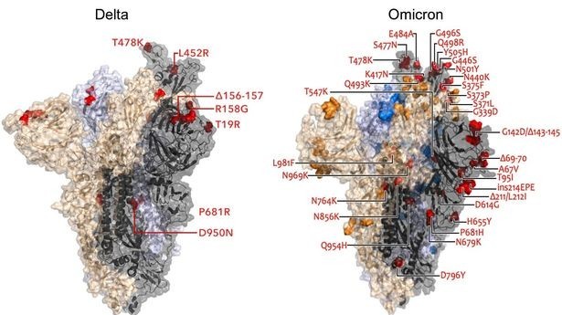 covid19 bien the lai deltacron xuat hien o anh chuyen gia canh bao