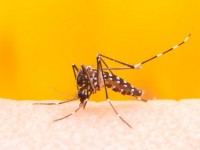 kiem soat dan so loai muoi bang cach lam vo sinh muoi duc