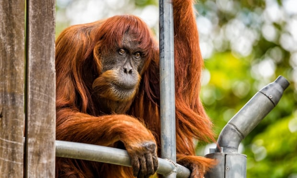 duoi uoi gia nhat the gioi qua doi o so thu australia