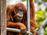 vet beo nhat the gioi dang ngan can treo soi toc do nam nguy hie m