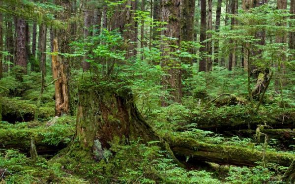 hoi thao song phuong lan dau tien giua viet nam hoa ky ve khai thac kinh doanh go trai phep