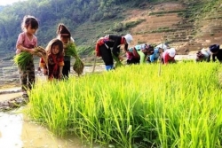 Phòng chống lao động trẻ em ở Việt Nam: Cam kết đi cùng hành động, vững tin vượt chướng ngại Covid-19