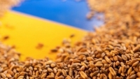 Thổ Nhĩ Kỳ hy vọng sớm thực thi kế hoạch xuất khẩu ngũ cốc Ukraine