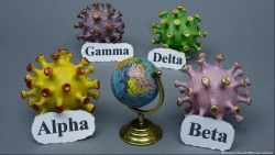 WHO: Biến thể Delta sắp thành chủng thống trị, nguy cơ tử vong khi mắc cao hơn 137%