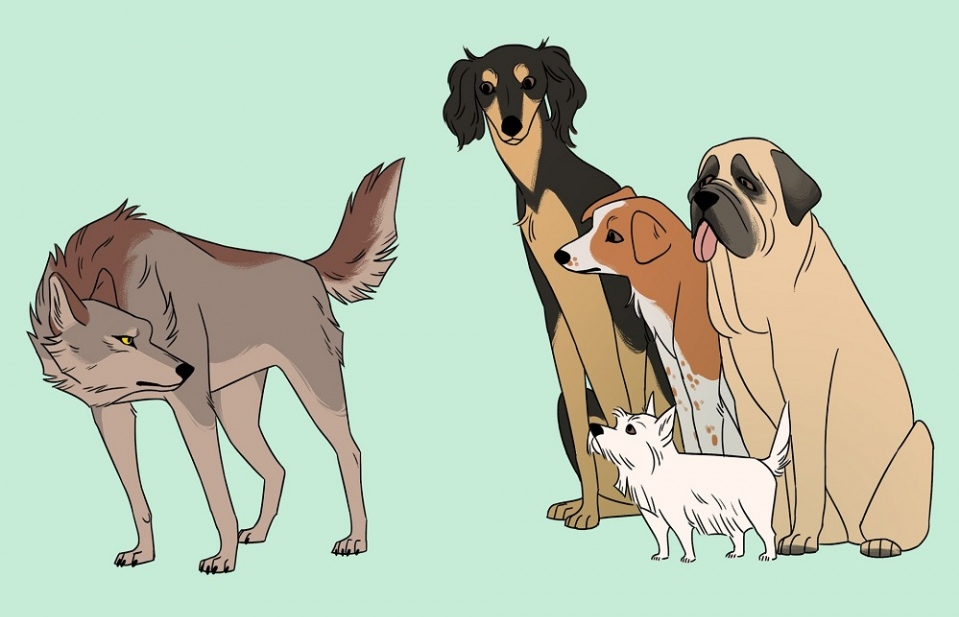 Loài chó được thuần hóa tới hai lần?