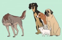 hanh khach my nan ni duoc mang chim cong len may bay