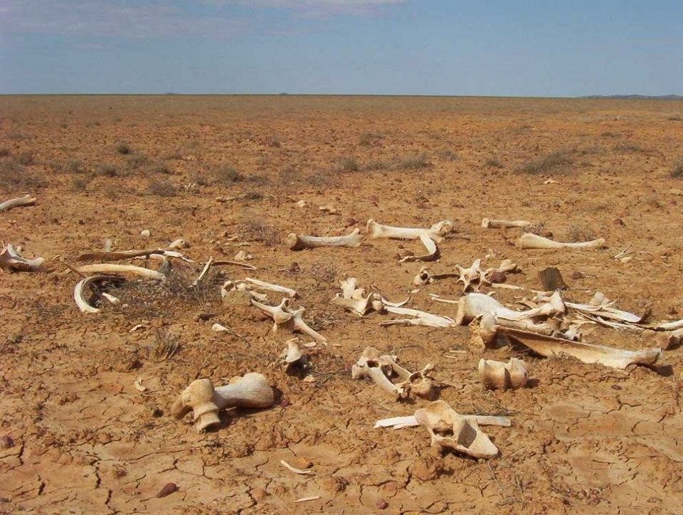 nong dan australia vat lon tim nuoc thuc an cho gia suc