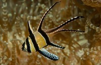 viet nam hoa ky hop tac chong buon lau cac loai hoang da