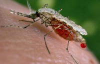 han quoc phat hien truong hop nghi nhiem sot chikungunya sau khi tro ve tu malaysia