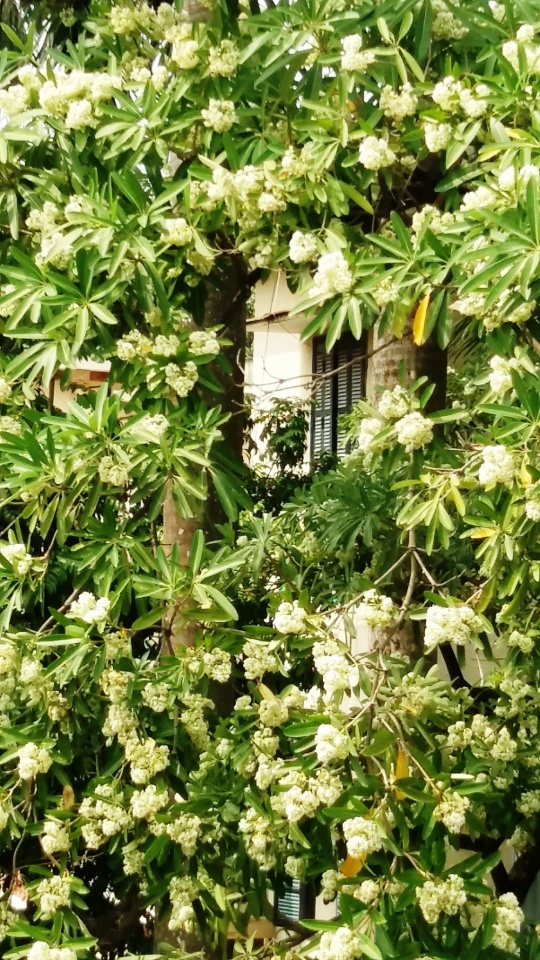 khi thanh pho thom nong