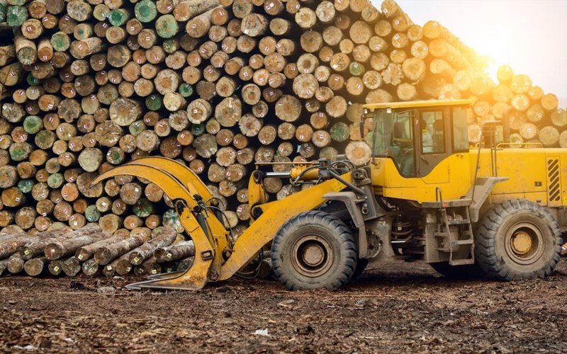 Lý do gì khiến Trung Quốc 'quay lưng' với gỗ Australia, đình chỉ nhập khẩu cá từ Ấn Độ Lý do gì khiến Trung Quốc 'quay lưng' với gỗ Australia, đình chỉ nhập khẩu cá từ Ấn Độ