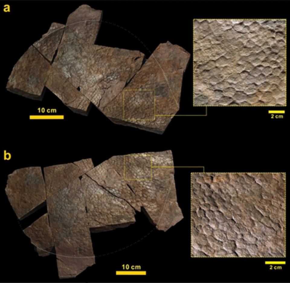 phat hien manh da khung long hoa thach lon nhat tu truoc toi nay