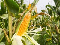 tim hieu kinh nghiem san xuat nong san huu co thuy sy