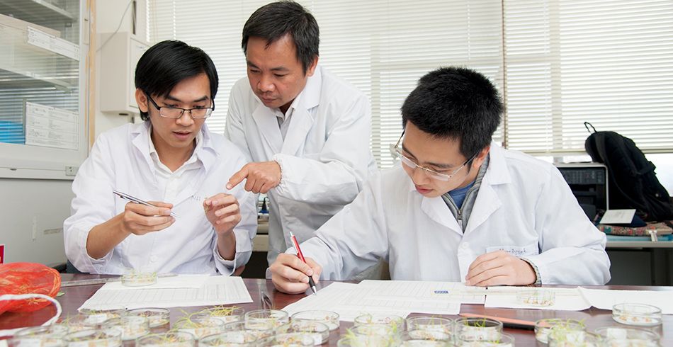 PGS. Trần Đăng Xuân - Nhà khoa học Việt Nam tại Nhật Bản phát hiện tiềm năng của cỏ lau xâm lấn trong chăm sóc sức khỏe