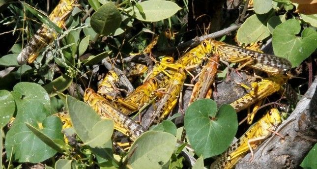 lhq keu goi tang cuong doi pho voi nan dich chau chau o chau phi