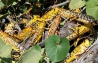 thuong dinh lien minh chau phi lang tieng sung cung vuon xa