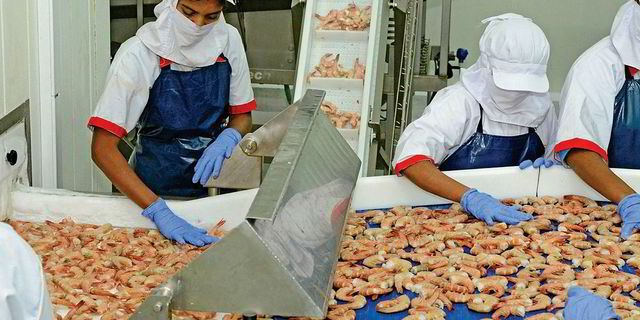 Ấn Độ và Trung Quốc gia tăng bất đồng về tôm xuất khẩu. (Nguồn: IntraFirsh)