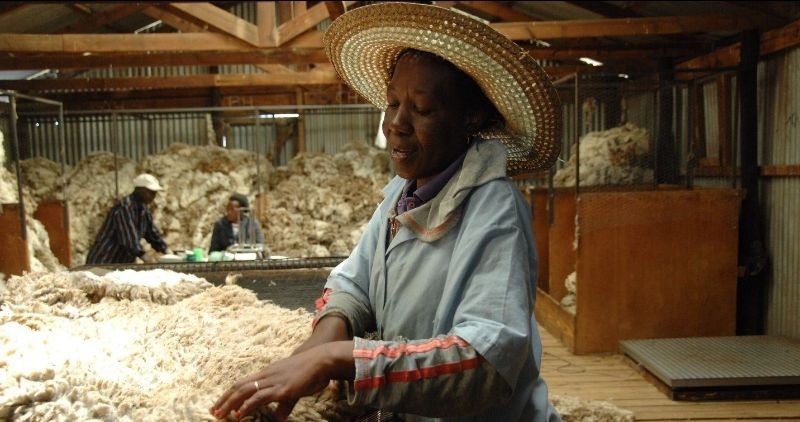 Ngành len lông cừu Nam Phi gặp khó do lệnh cấm của Trung Quốc. (Nguồn: Africa.com)