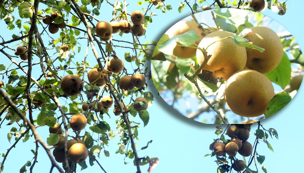 Điểm danh những món ngon khó cưỡng của Tuyên Quang