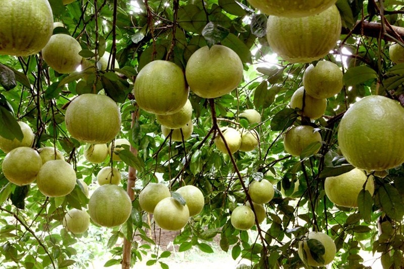 Điểm danh những món ngon khó cưỡng của Tuyên Quang