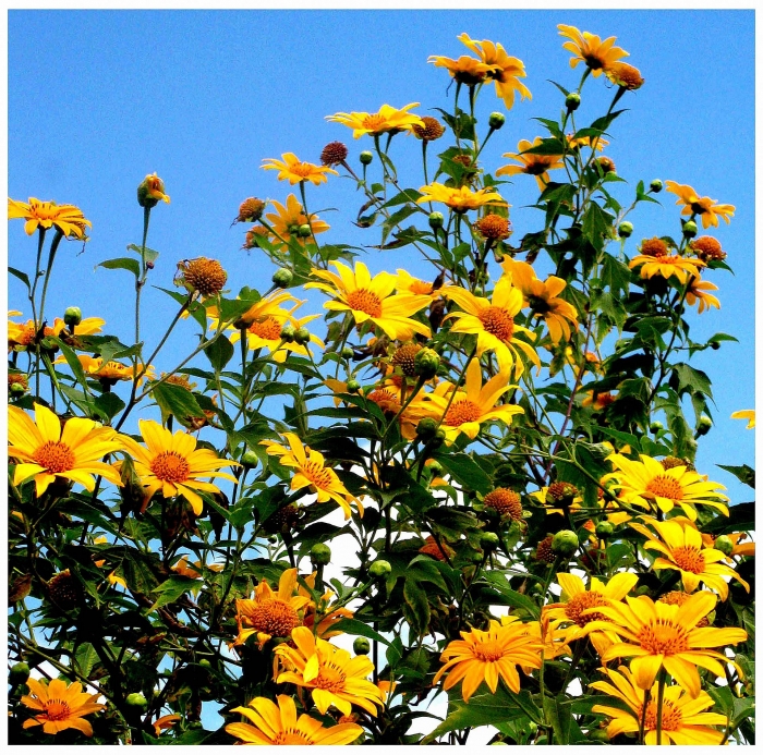 Đà Lạt xôn xao mùa Dã Quỳ da lat xon xao mua da quy