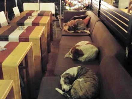 Hy Lạp: Quán cà phê dành cho… chó