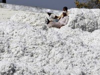 vi sao chau phi hut hoi