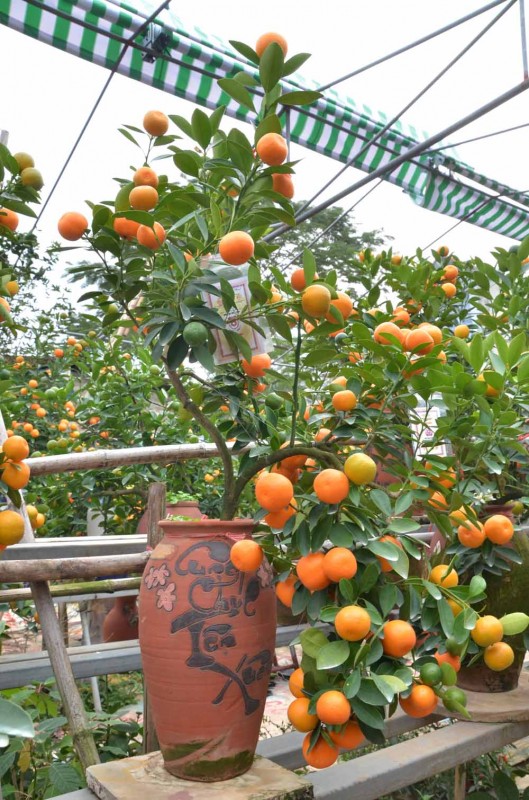 xu the moi trong choi cay ngay tet