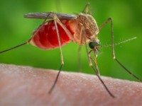 pho thu tuong thi sat chi dao phong chong sot xuat huyet