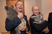 nghen long koala liem nuoc tren mat duong sau tham hoa chay rung australia