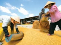 gao viet dang buoc lui