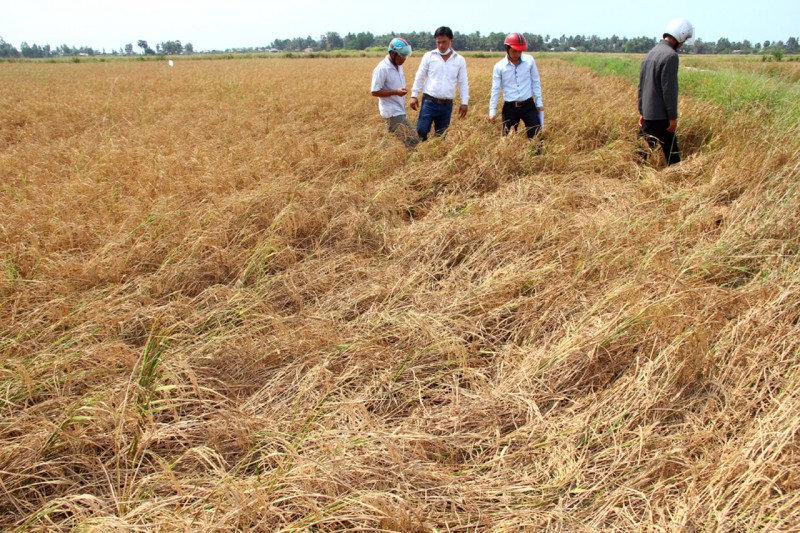 khung chinh sach tdc chong chiu khi hau tong hop va sinh ke ben vung dbscl