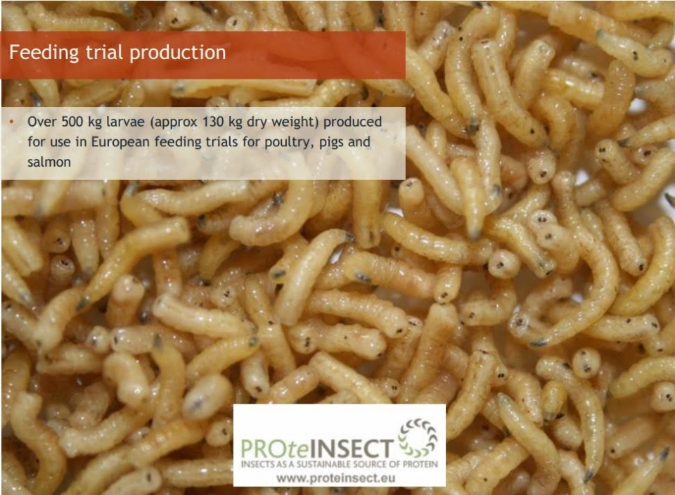 au trung ruoi se tro thanh thuc an cho gia suc