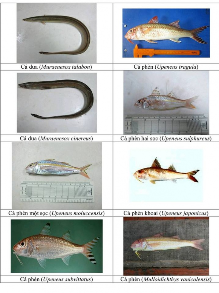 nhan dien hon 150 hai san tang day khuyen cao khong su dung