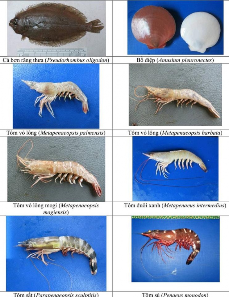 nhan dien hon 150 hai san tang day khuyen cao khong su dung