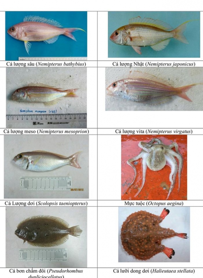 nhan dien hon 150 hai san tang day khuyen cao khong su dung