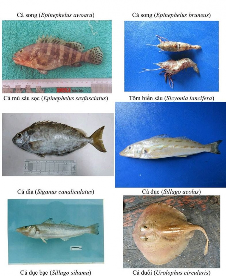 nhan dien hon 150 hai san tang day khuyen cao khong su dung