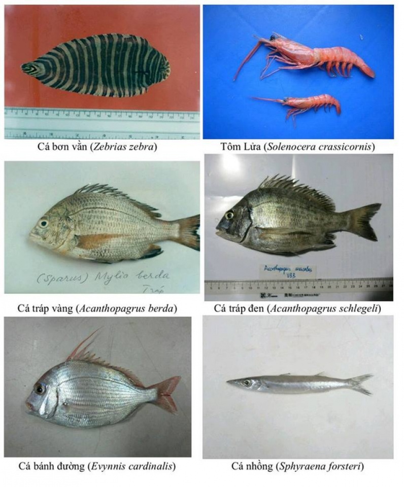 nhan dien hon 150 hai san tang day khuyen cao khong su dung