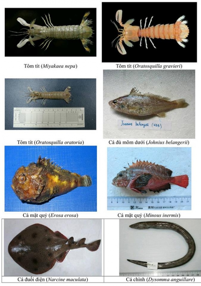 nhan dien hon 150 hai san tang day khuyen cao khong su dung