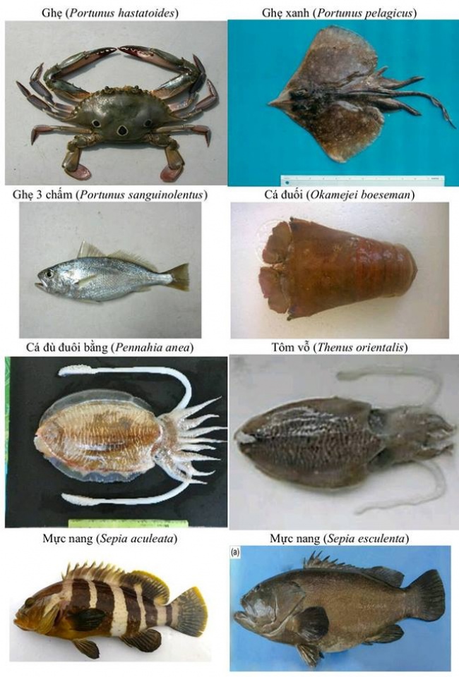 nhan dien hon 150 hai san tang day khuyen cao khong su dung