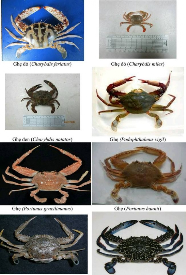 nhan dien hon 150 hai san tang day khuyen cao khong su dung