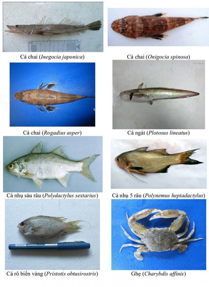 nhan dien hon 150 hai san tang day khuyen cao khong su dung
