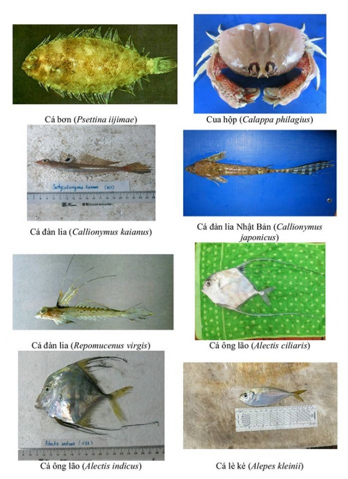 nhan dien hon 150 hai san tang day khuyen cao khong su dung