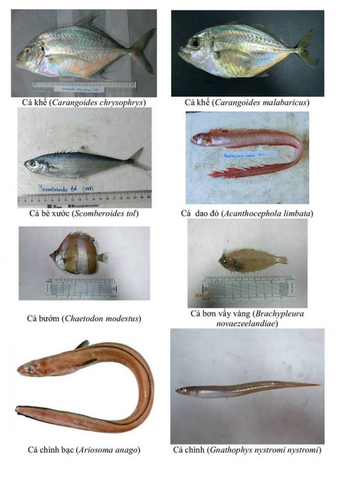 nhan dien hon 150 hai san tang day khuyen cao khong su dung