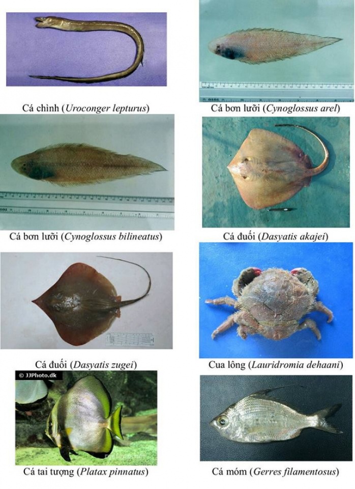 nhan dien hon 150 hai san tang day khuyen cao khong su dung