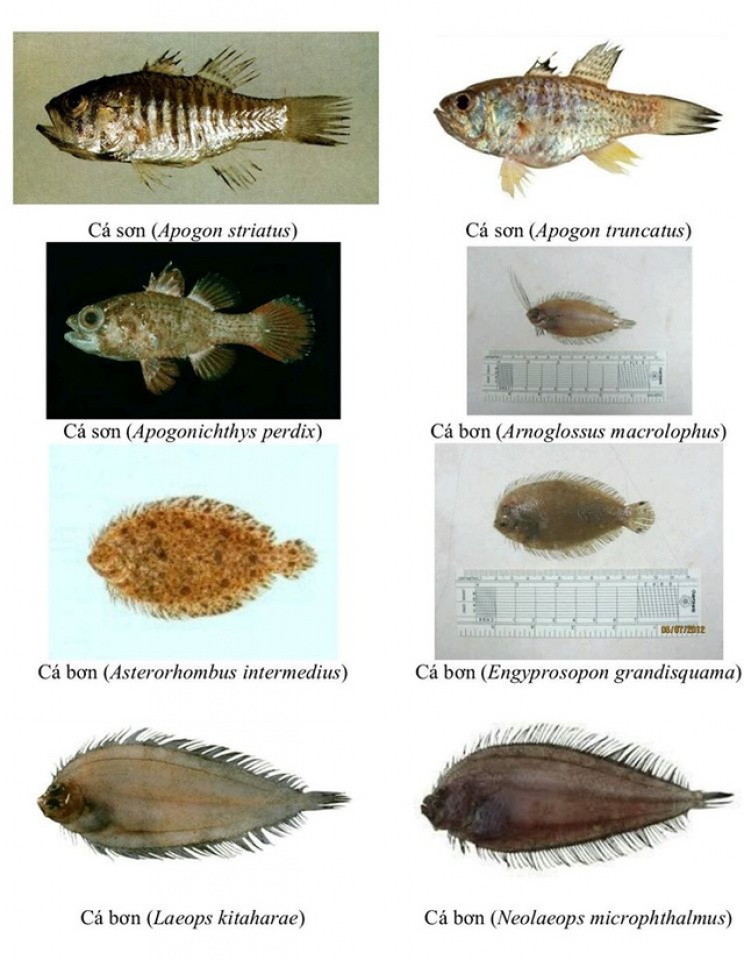 nhan dien hon 150 hai san tang day khuyen cao khong su dung