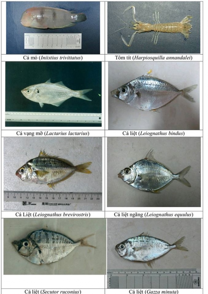 nhan dien hon 150 hai san tang day khuyen cao khong su dung
