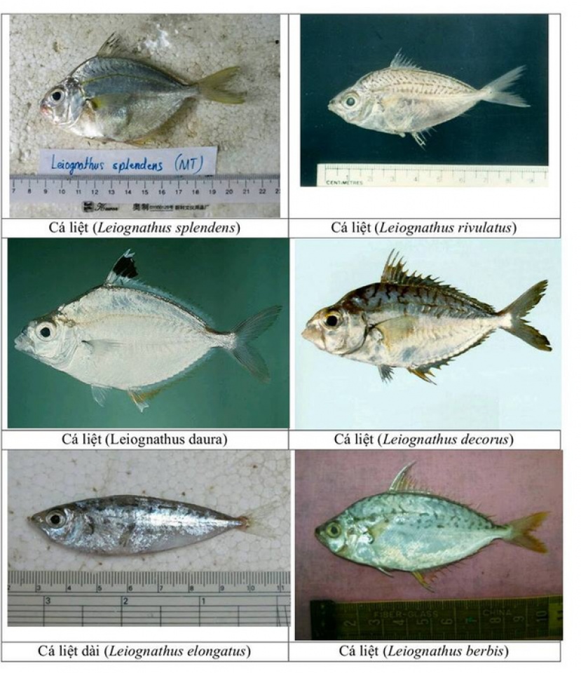 nhan dien hon 150 hai san tang day khuyen cao khong su dung