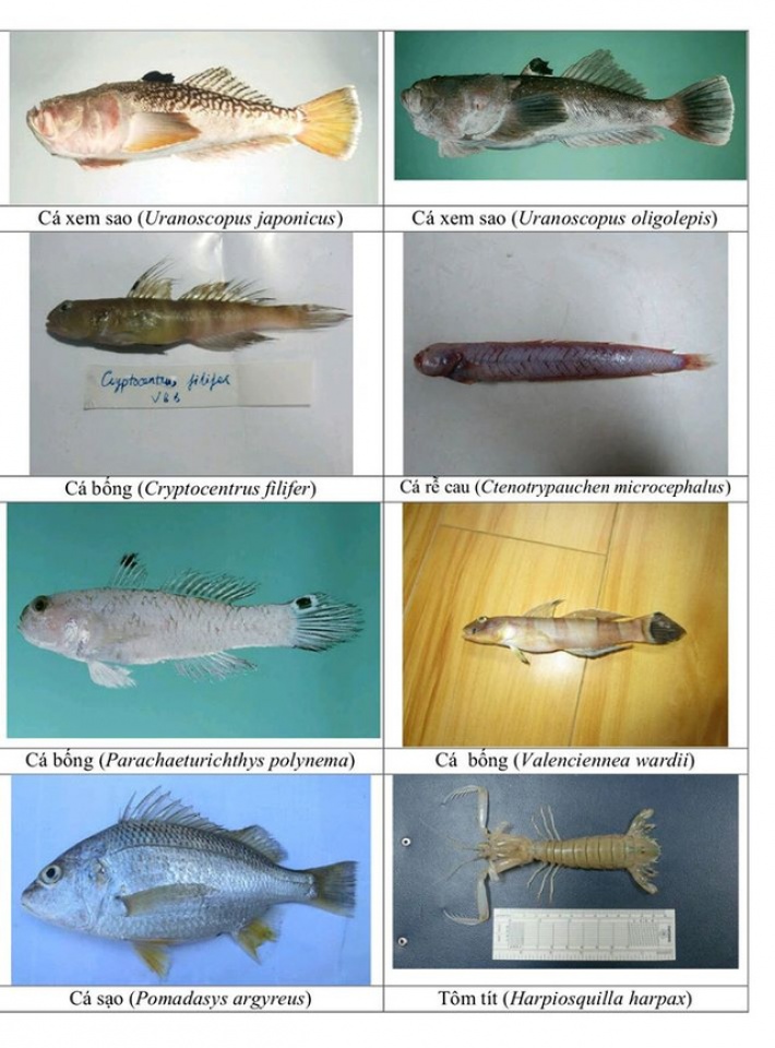 nhan dien hon 150 hai san tang day khuyen cao khong su dung